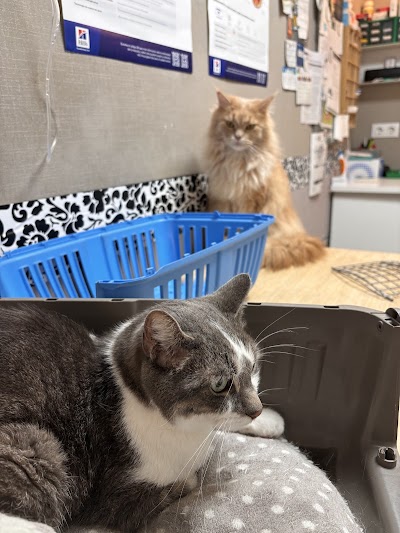 Maragall Veterinaris