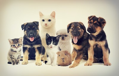 Indidogs