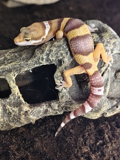 Món Animal